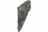 Partial Fossil Megalodon Tooth - South Carolina #226538-1